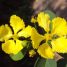 Stigmaphyllon tomentosum