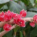 Pavonia strictiflora
