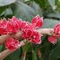 Pavonia strictiflora