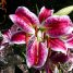 Lilium speciosum