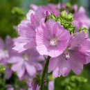Malva moschata