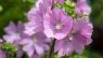 Malva moschata