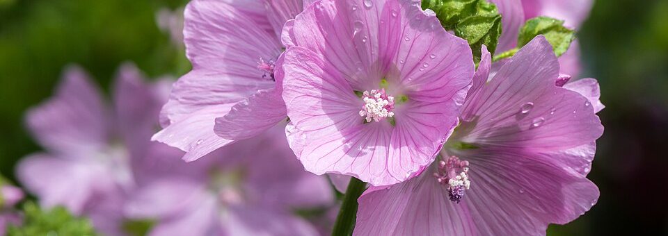 Malva moschata