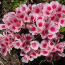 Clarkia amoena