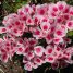 Clarkia amoena