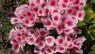Clarkia amoena