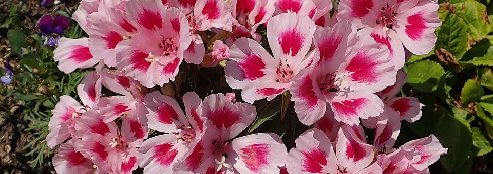 Clarkia amoena