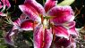 Lilium speciosum