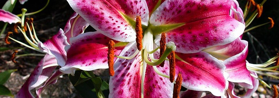 Lilium speciosum