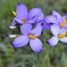 Exacum affine