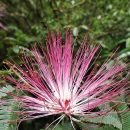 Calliandra harrisii