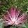Calliandra harrisii