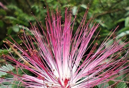Calliandra harrisii