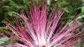 Calliandra harrisii