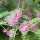 Indigofera campestris