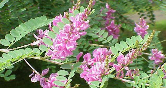 Indigofera campestris
