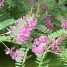 Indigofera campestris