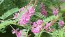 Indigofera campestris