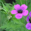 Geranium macrorrhizum