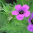 Geranium macrorrhizum