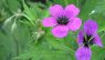 Geranium macrorrhizum