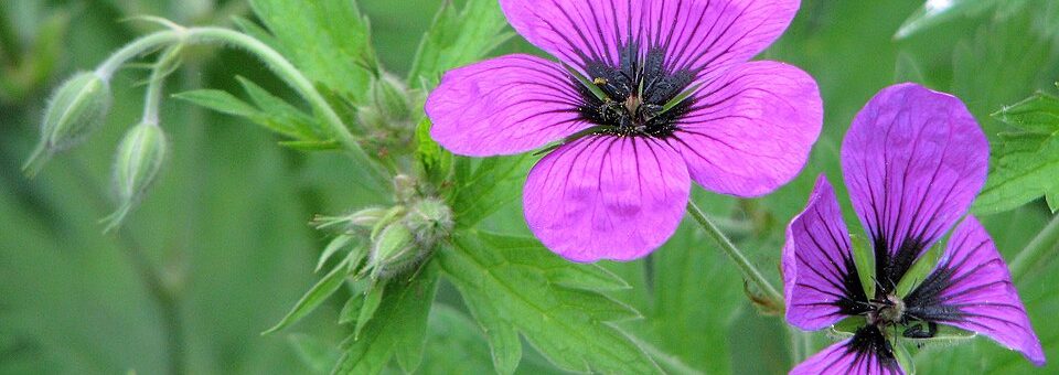 Geranium macrorrhizum