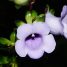Gloxinia perennis