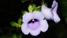 Gloxinia perennis