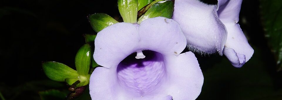 Gloxinia perennis