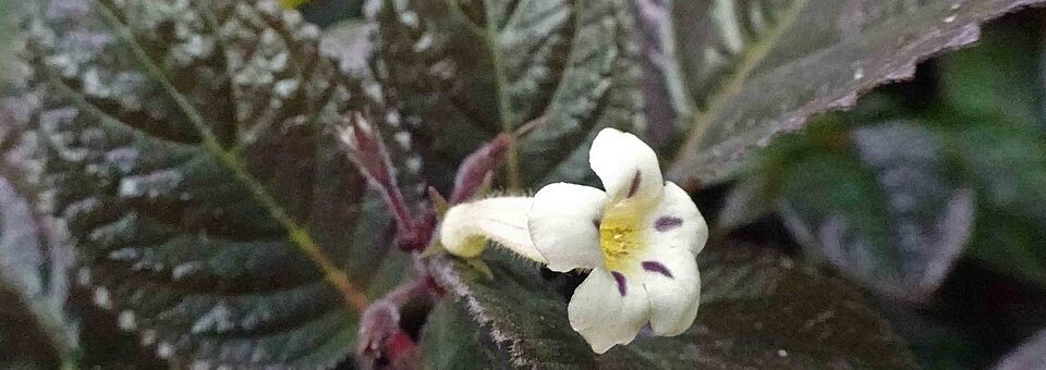 Nautilocalyx lynchii