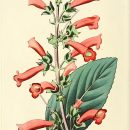 Sinningia warmingii