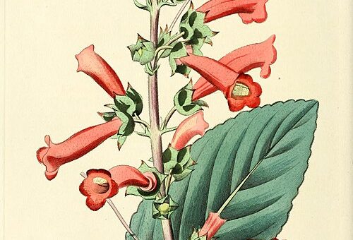 Sinningia warmingii