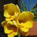 Freesia refracta