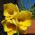Freesia refracta