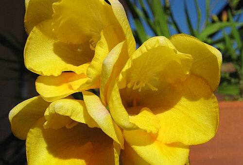 Freesia refracta