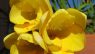 Freesia refracta