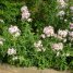 Saponaria officinalis