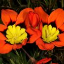 Sparaxis tricolor