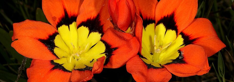 Sparaxis tricolor