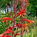 Watsonia fulgens
