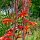 Watsonia fulgens