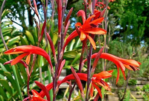 Watsonia fulgens