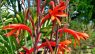 Watsonia fulgens