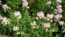 Saponaria officinalis