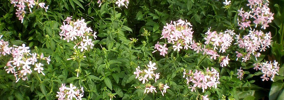 Saponaria officinalis