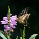 Physostegia virginiana