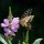 Physostegia virginiana