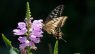 Physostegia virginiana