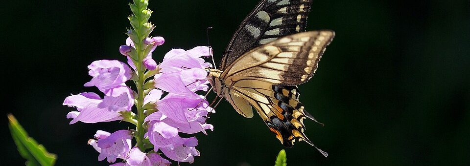 Physostegia virginiana