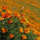 Eschscholzia californica